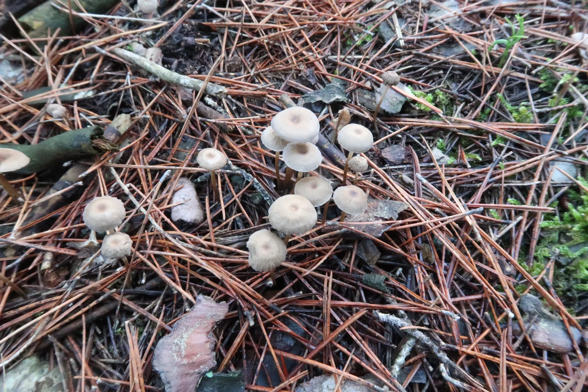 Mycena clavicularis - 1 - IMG_1969